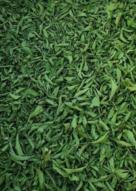 گیاه استویا(گیاه شیرین)